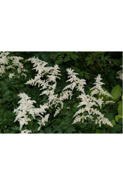 Унікальний сорт Астильба Браутшлеєр для саду